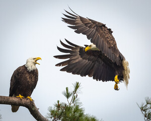 Bald Eagle