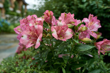 Rhododendron after a heavy rain