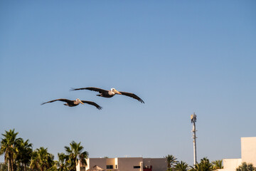 pelicans in flight gliding over the beachfront in la paz baja california sur mexico room for text
