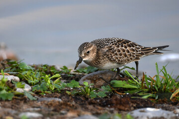 Cute little Baird's Sandpiper shorebird probes the beach for food along the shore of Lake Ontario