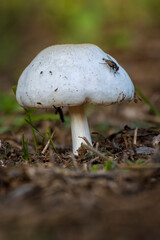 mi piacciono i funghi