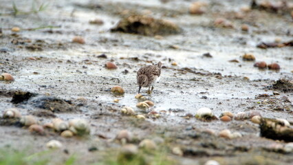Least sandpiper (Calidris minutilla) in a mud flat at La Segua wetlands outside of Chone, Ecuador
