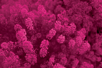 Foliage flower background in Viva Magenta colors. Red leaf top view. Color of the year 2023