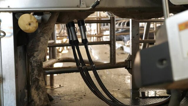 Close-up of a mechanized installation for milking cows on udders on a dairy farm. Automatic cow milking robot arm machine. Automatic robot manipulator for milking cows on a cattle dairy farm.