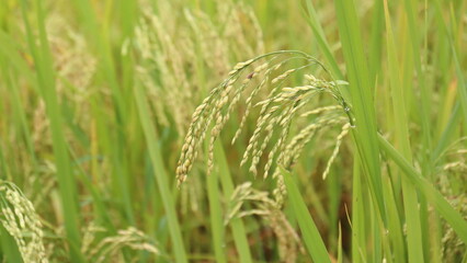 Close up of  paddy rice. Green ear of rice in paddy rice field 
