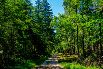 Forest scenery of the Veluwe, Netherlands
