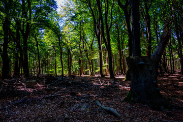 Obraz premium Forest scenery with dead trees 