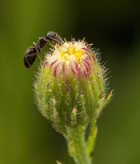 Ant on a flower