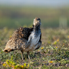 pheasant in the field