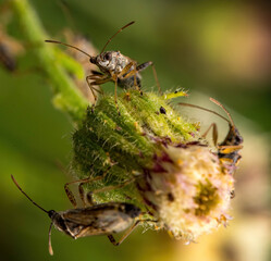 bug on a leaf