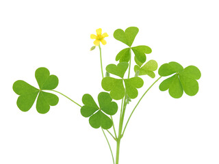 Yellow woodsorrel plant with flower isolated on white, Oxalis stricta