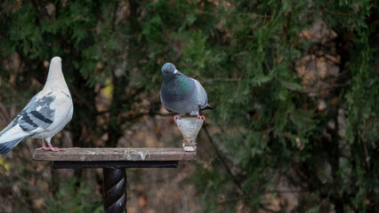 two silly pigeons near the food trough