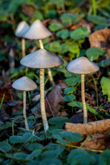 avvisaglie d'autunno