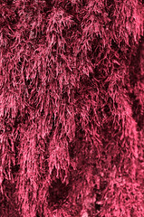 background, moss texture in 2023 viva magenta color. High quality photo