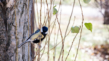 common tit sits on a branch