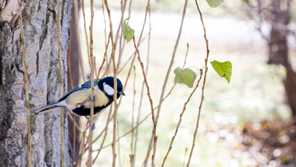 common tit sits on a branch