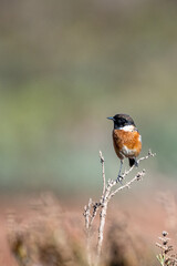 European stonechat, Saxicola rubicola, Morocco.