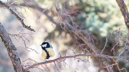 Naklejka premium common tit sits on a branch