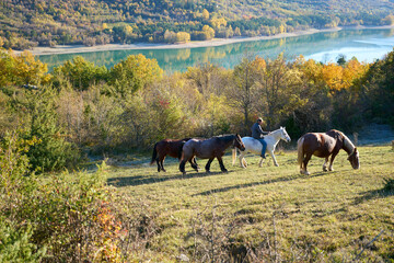 Horses at lake Barrea, Abruzzo, Lazio e Molise national park, Italy
