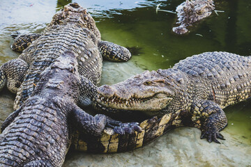 Naklejka premium Close-up portrait of crocodile is opening its mouth at the crocodile farm in Thailand Zoo