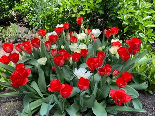 red tulips in garden