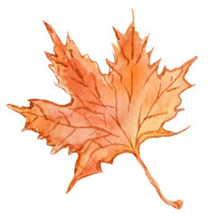 Watercolor illustration of autumn leaves. Autumn maple leaf. Gold autumn. Leaves clipart. Watercolor wedge.