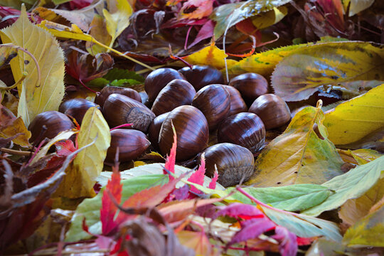 Chestnuts surrounded by colored leaves