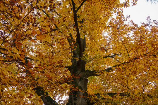 Herbstlicher Baum mit farbenfrohen Blättern im Englischen Garten in Freiburg Hugstetten Goldener Herbst.