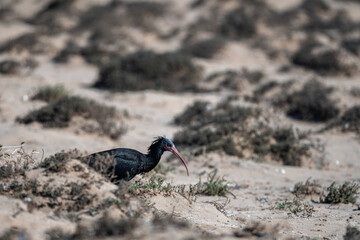 Northern Bald Ibis, Geronticus eremita, Souss-Massa National Park, Morocco.