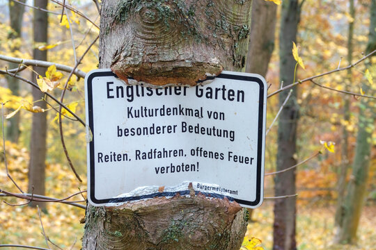 Baum überwächst Schild und schließt dieses ein. Englischer Garten in Freiburg