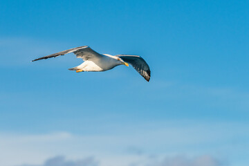 Fototapeta na wymiar European Herring Gull, Larus argentatus in flight
