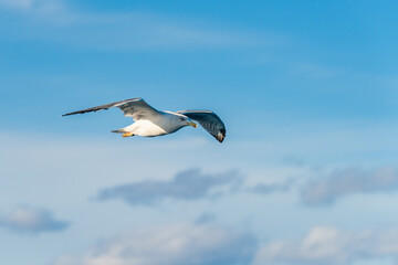 European Herring Gull, Larus argentatus in flight