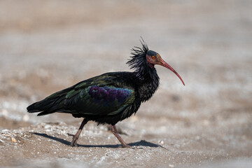Northern Bald Ibis, Geronticus eremita, Souss-Massa National Park, Morocco.