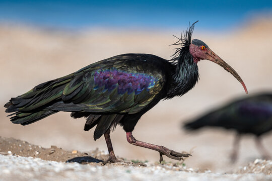 Northern Bald Ibis, Geronticus eremita, Souss-Massa National Park, Morocco.