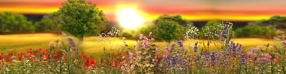 Fototapeta na wymiar wild flowers on field at sunset beautiful summer nature landscape banner