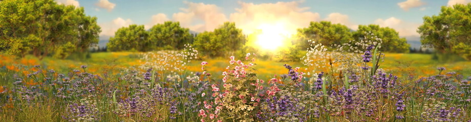 Obraz na płótnie Canvas wild flowers on field at sunset beautiful summer nature landscape banner