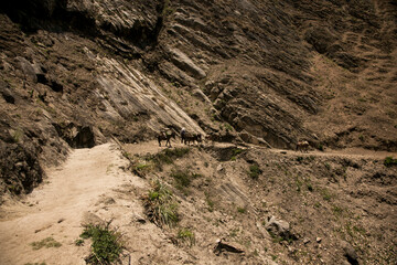 Horses carrying food and drinks to the towns. Hike through the Apurímac canyon to the ruins of Choquequirao, an Inca archaeological site in Peru, similar in structure and architecture to Machu Picchu.