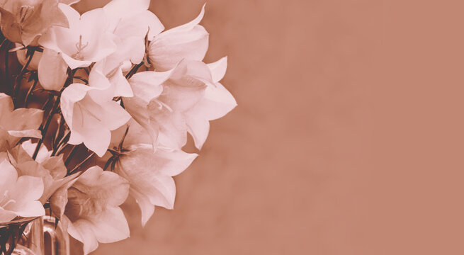 White harebell flowers in sepia toning. Bouget of summer flowers outdoor. Horizontal banner