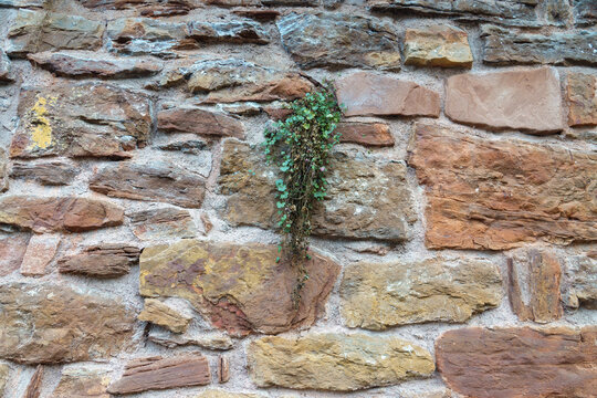 Einzelne Pflanze durchbricht das Mauerwerk einer historischen Burgmauer