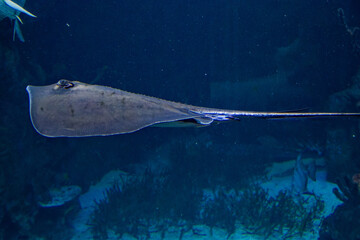 a sting ray near corals