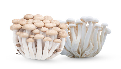 Brown and white beech mushrooms or Shimeji mushroom isolated on transparent.