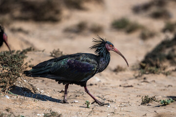 Northern Bald Ibis, Geronticus eremita, Souss-Massa National Park, Morocco.
