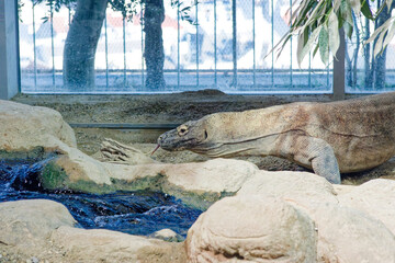 iguana in the zoo