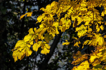L'autunno in controluce