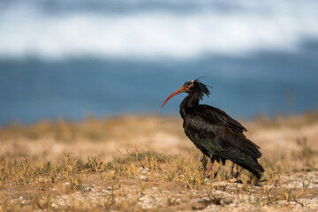 Northern Bald Ibis, Geronticus eremita, Souss-Massa National Park, Morocco.