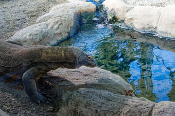 a komodo dragon behind the glass