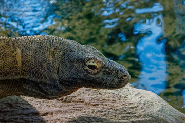 a komodo dragon behind the glass