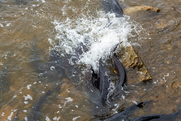 Sturgeon Spawning At The Dam On Fox River At De Pere, Wisconsin