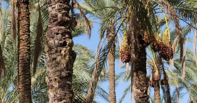 Dates fruit on the palm trees in the desert in Tunisia. Healthy and organic food. Traditional product.