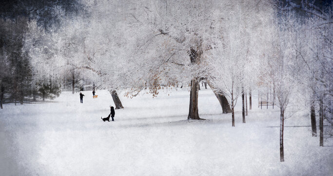 dog walking on snowy day